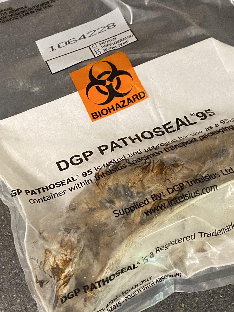 hboson3's tweet photo. If you’ve wondered what eats barn owls, I think it’s mostly cars. Found this poor thing by the roadside and I’m sending it to @PBMSatUKCEH so it can become a data point in their huge study of UK pollution and the lives of raptors. Found a dead bird of prey? Send it in for free. https://t.co/JCrougkVax
