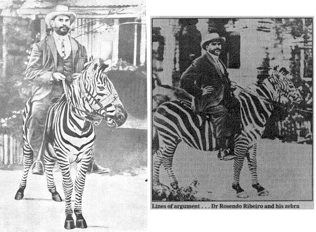 20/There were also some interesting characters such as Dr Rosendo Ribeiro, a Portuguese/Goan physician who was Kenya’s first private medical practitioner.Dr Ribeiro was famous for his secret malaria cure, and was often seen riding a zebra around the streets of Nairobi.