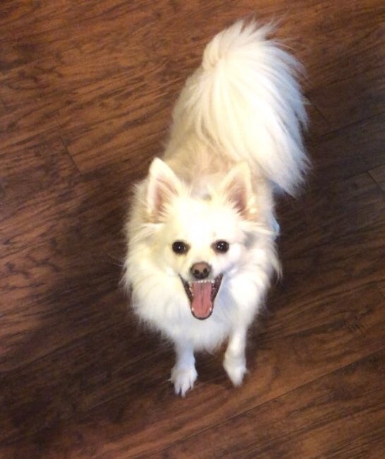 Poserpup's tweet image. A VERY Happy #ThrowThursday to everypawdy! Make it a great day❣️🌸 #thursdaymorning #ThursdayThoughts #ThrowbackThursdays