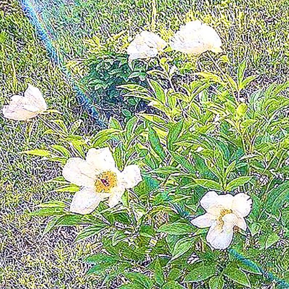 𓈒  🎀  ⸝  ⚪️ ⁎𓂂  ˙
 
            ฟล็อบบี้  ᚐ𓊪  วอนยอง  ❨  0 4 ' 𝓼  ❩ 
             𓈒  แลกฟอล  ✿  ตามทัก  𓈒 

֯  ยพท ลฟตท  𓈒 ⁺