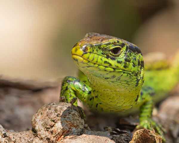 Herstart natuurherstelmaatregelen in het Holtingerveld. Het is een vervolg op de werkzaamheden die in 2019 al begonnen zijn. Het betekent even overlast. Maar het is wel van belang voor het behoud van de rijkdom van het open heidelandschap. Lees meer: bit.ly/2UXaHGT