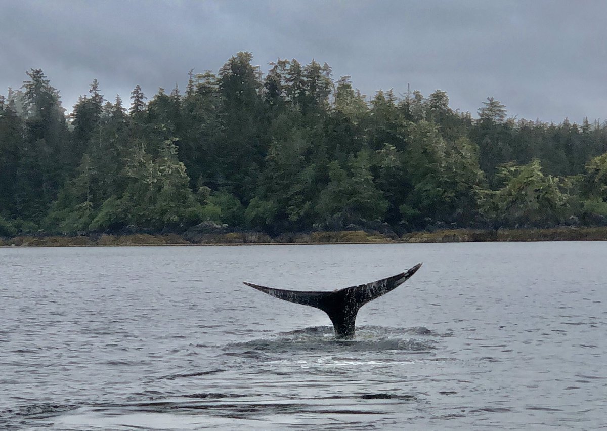 sheiladavies_'s tweet photo. Sitka 18th June 2019
What a fantastic day in we had in Sitka!  Where we took Whale Watching tour 

@vikingcruises #Sitka #WhaleWatching #CaptainGary 
#VikingOrion
 #myvikingstory 
#VikingOceanCruises
#VikingCruises  #Cruising
 #beautifuldestinations https://t.co/SIoXN8BxB3