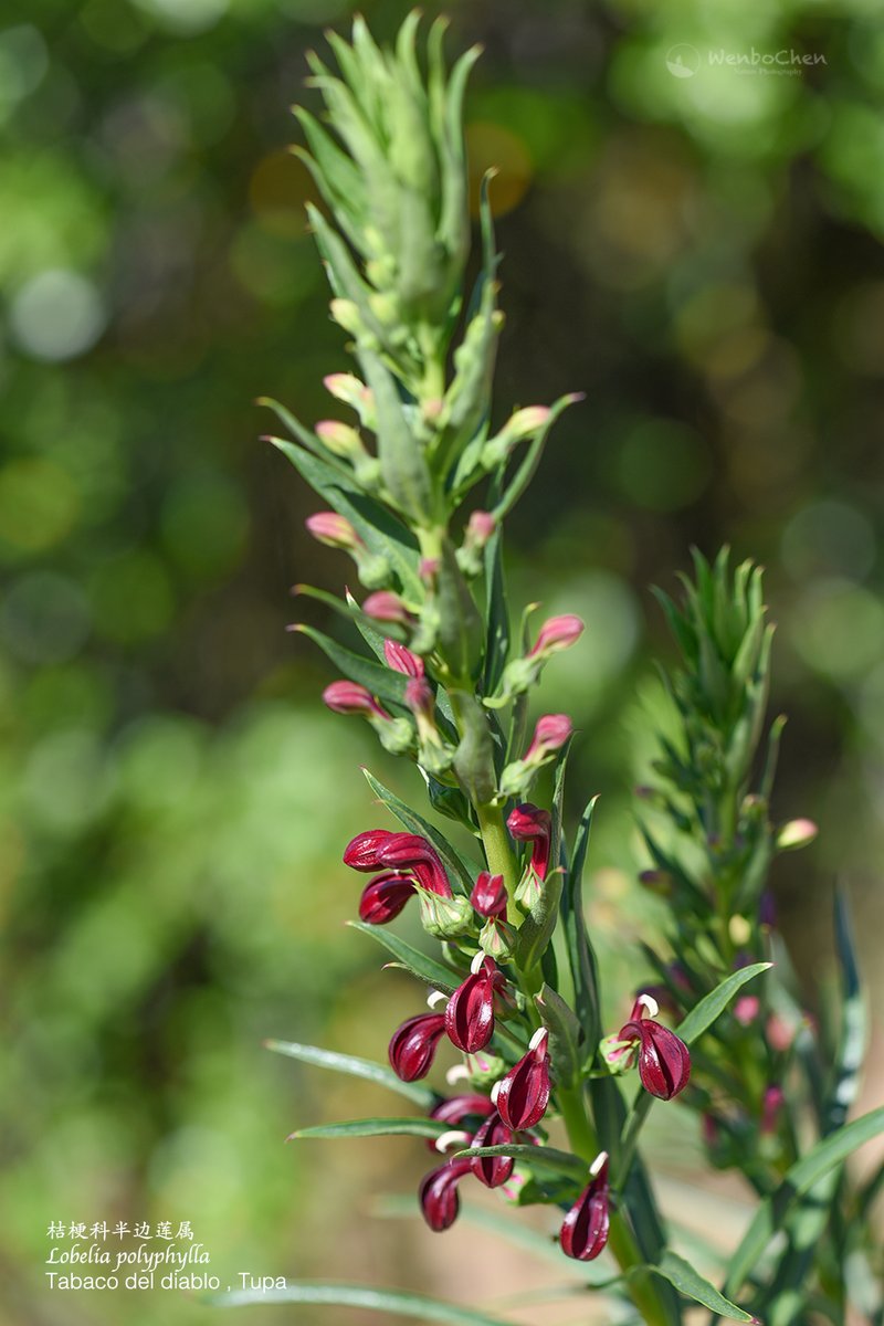 Wenbo77's tweet photo. Wildflower of Chile: Lobelia polyphylla, endemic to central Chile. #floraofchile #campanulaceae #lobelia #智利植物 #桔梗科 #半边莲属 https://t.co/eCsJV85IAE