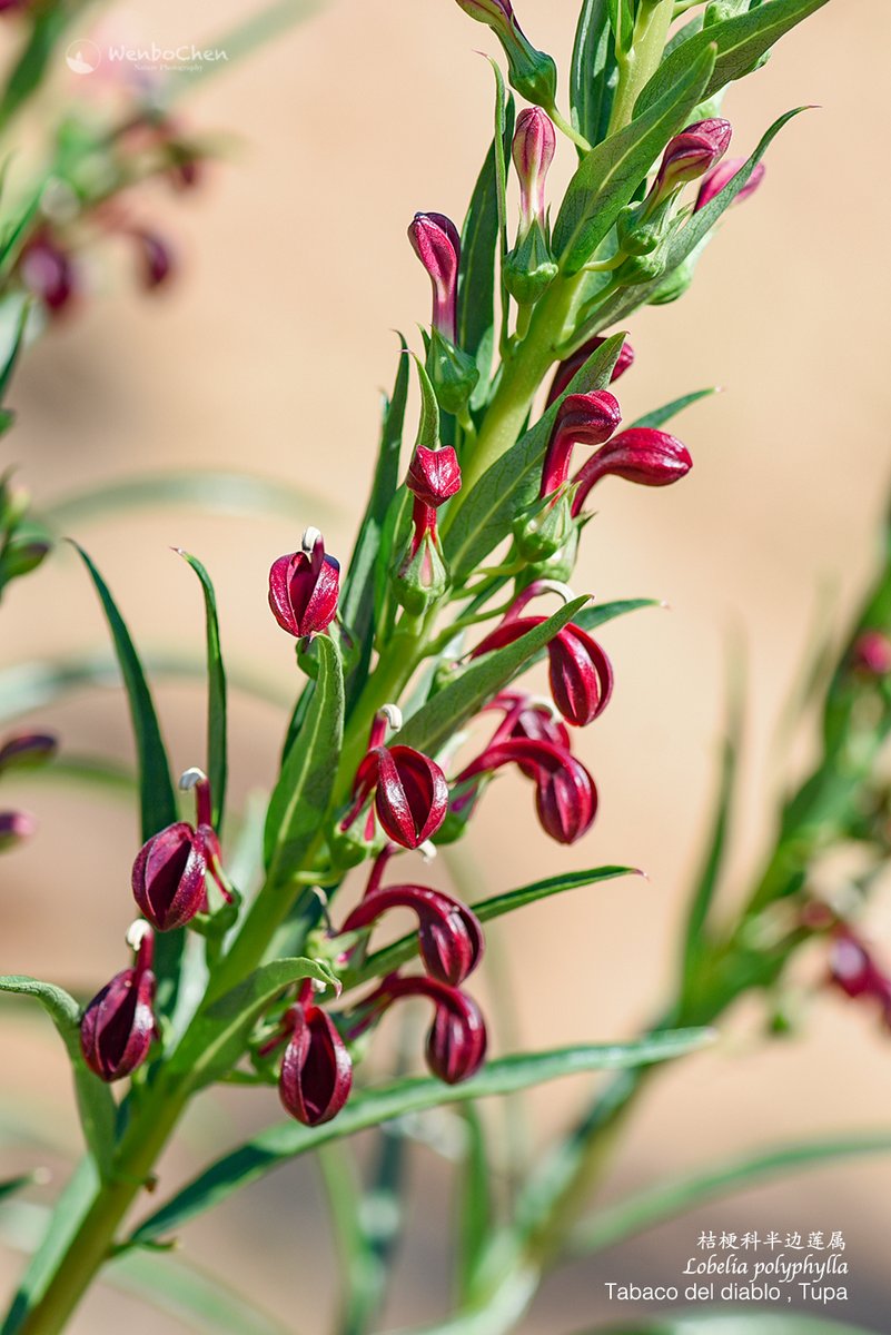 Wenbo77's tweet photo. Wildflower of Chile: Lobelia polyphylla, endemic to central Chile. #floraofchile #campanulaceae #lobelia #智利植物 #桔梗科 #半边莲属 https://t.co/eCsJV85IAE