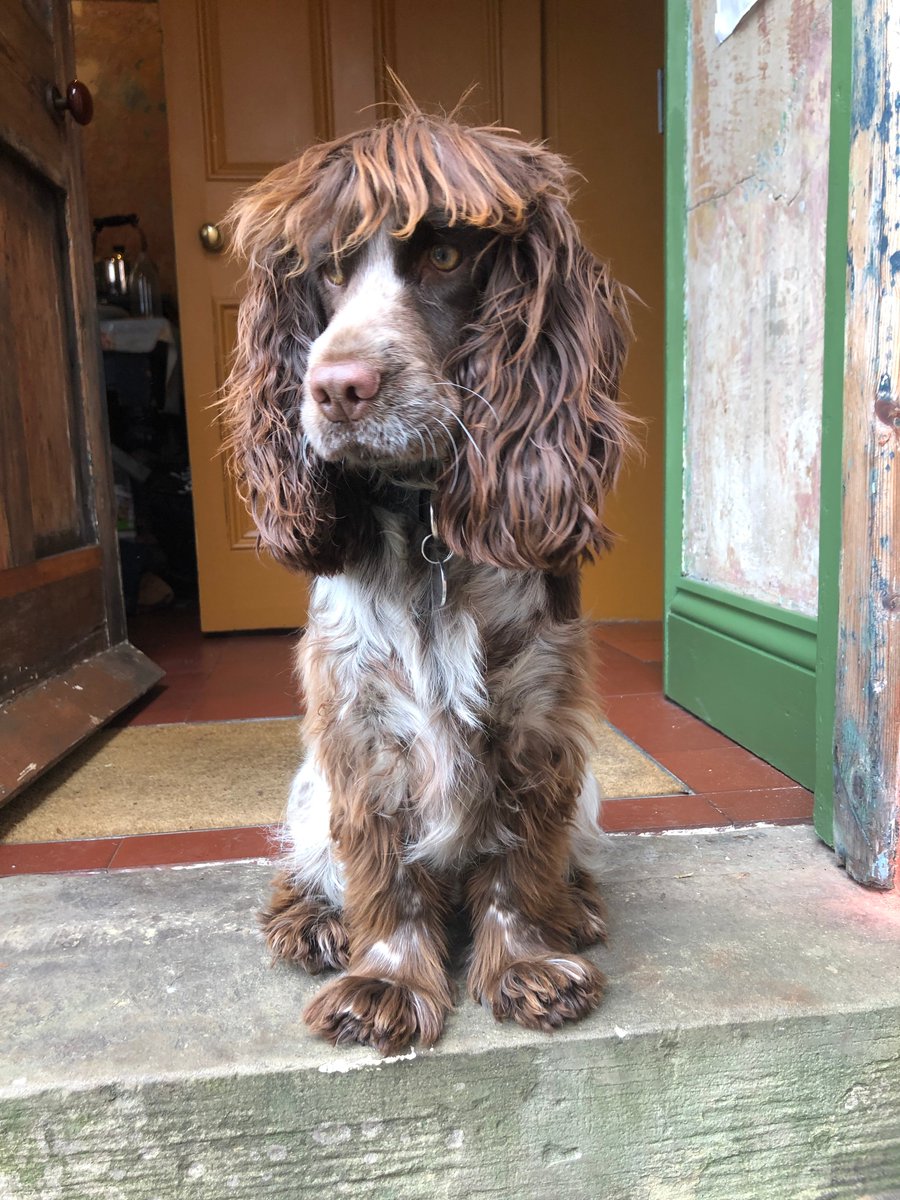 We're not sure hearing dog in training Lexie is a big fan of the recent weather ⛈️ The rain played havoc with her hairdo 🙈