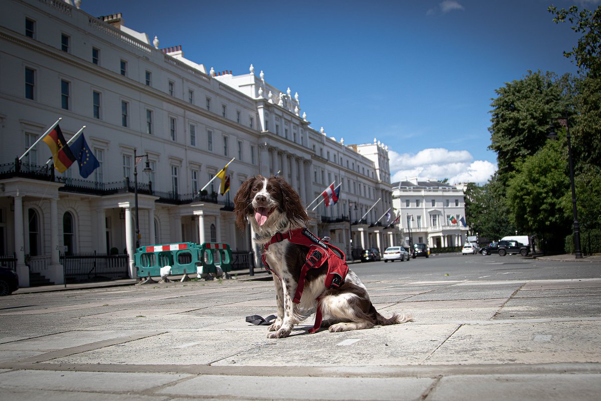 Enviro-Dogs tweet media