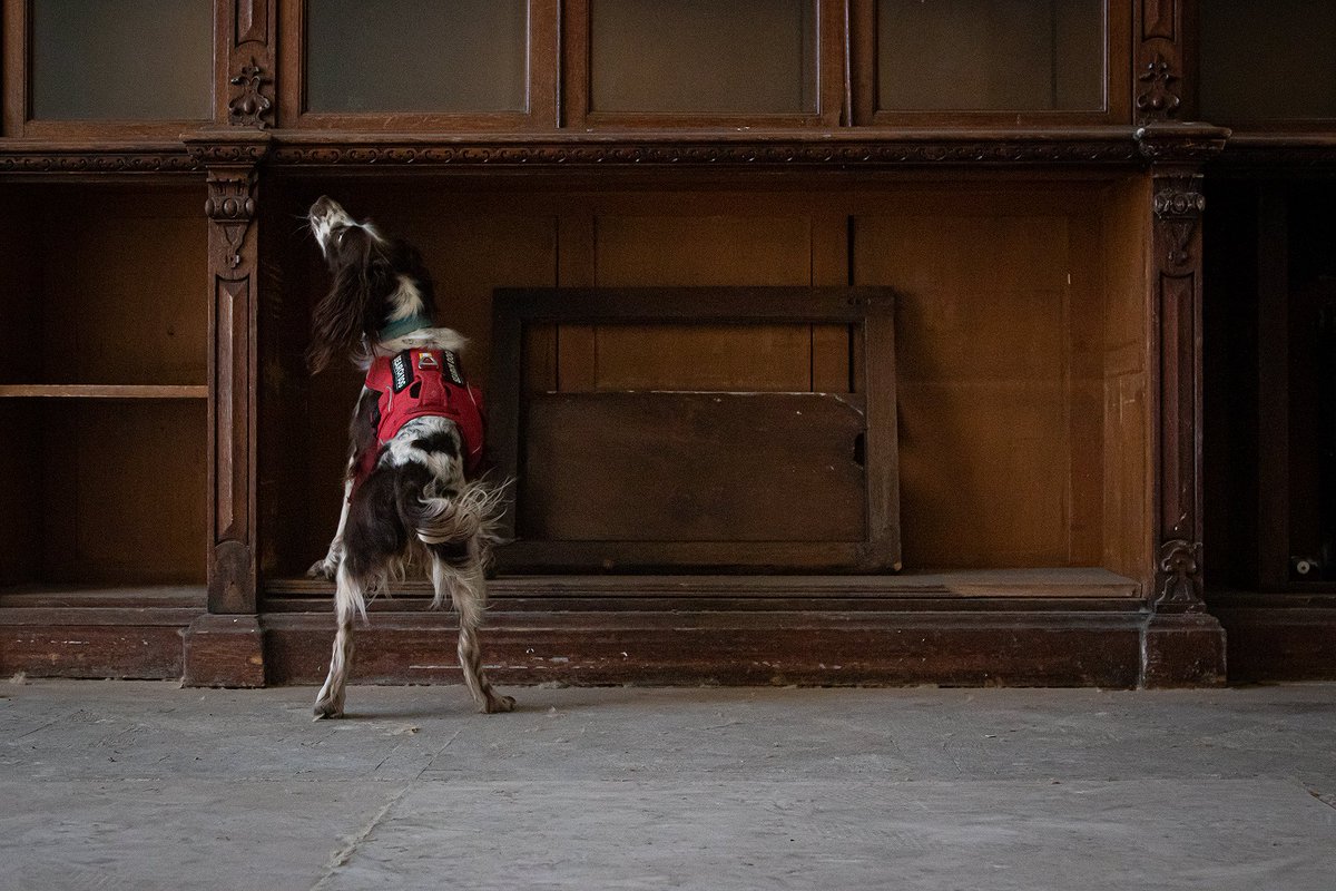 Enviro-Dogs tweet media