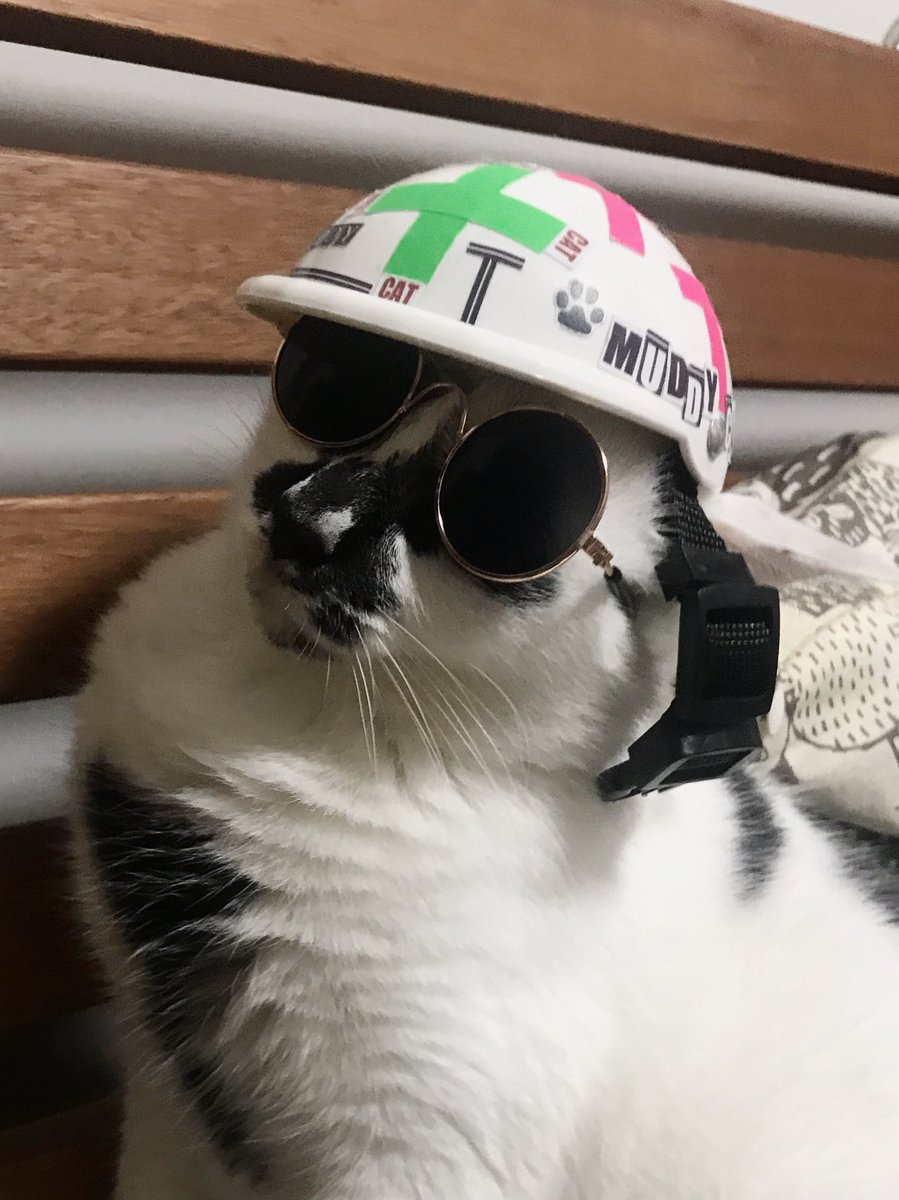 熱海 Muddy Cat ミーちゃんの誕生日プレゼントにいただいたヘルメットをザ タイマーズ風に改造したので見てください 熱海 Bar 猫 Cat