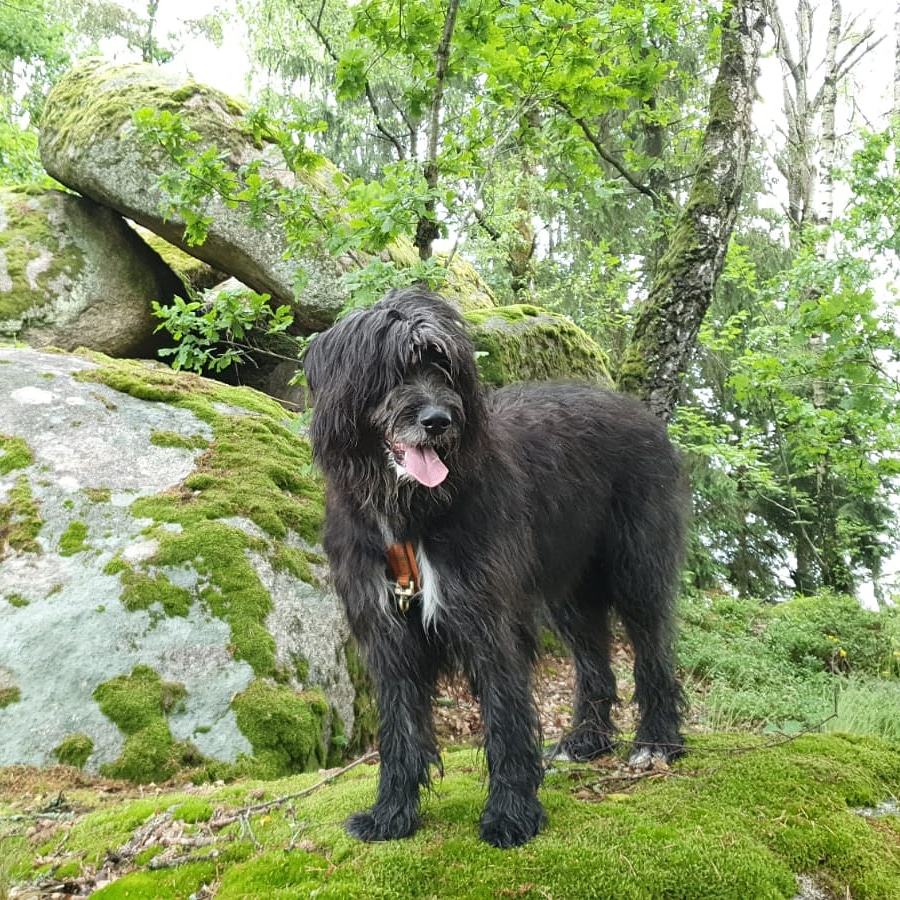 SpieleHunde's tweet photo. ❓ Kommt dir das bekannt vor?

Wenn du nicht weißt, wie du deinen Hund erziehen sollst, frag Leute, die keinen haben. Die wissen das. 🙈

➡️https://t.co/FNuUw1OizR https://t.co/QUYd03MrUo