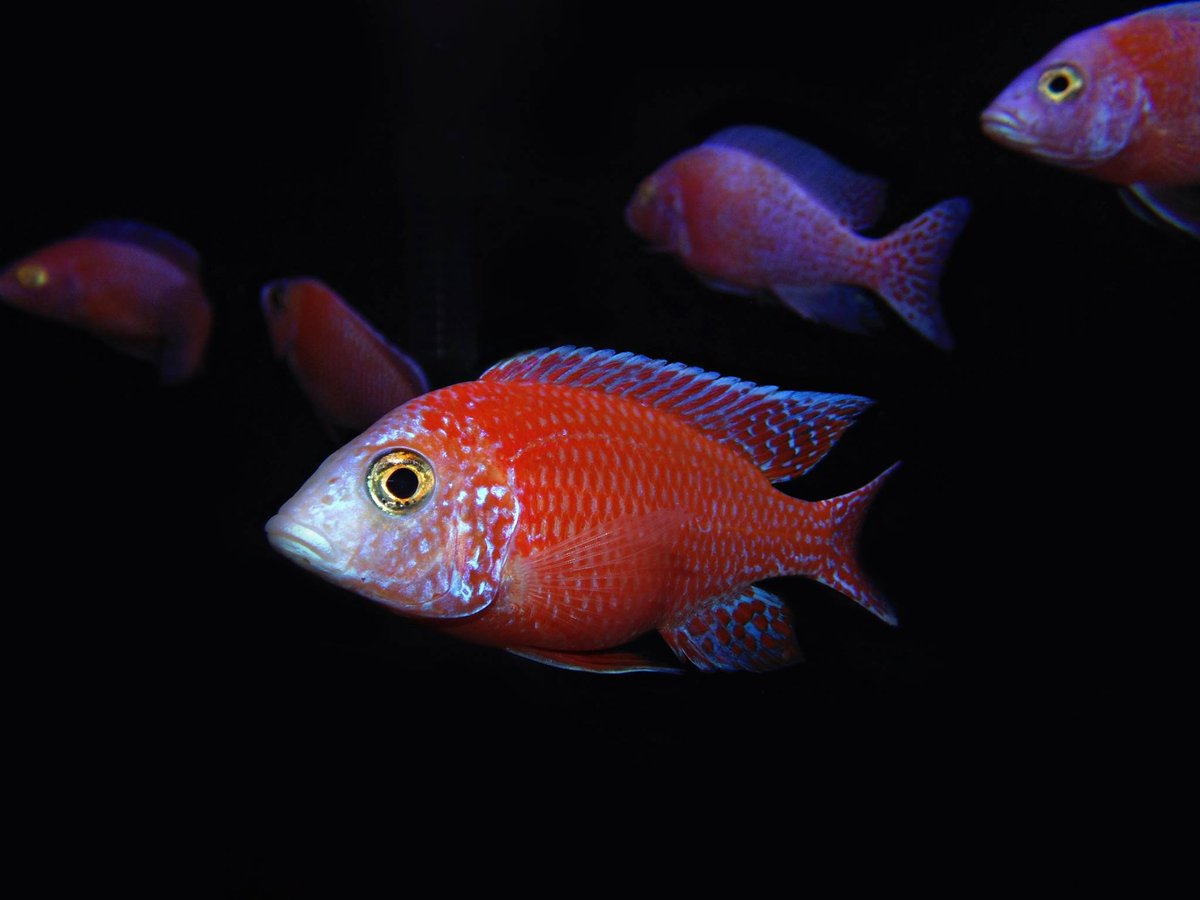 Firefish (Dragon Blood Peacock Cichlid)' merupakan ikan hibrida, seper...