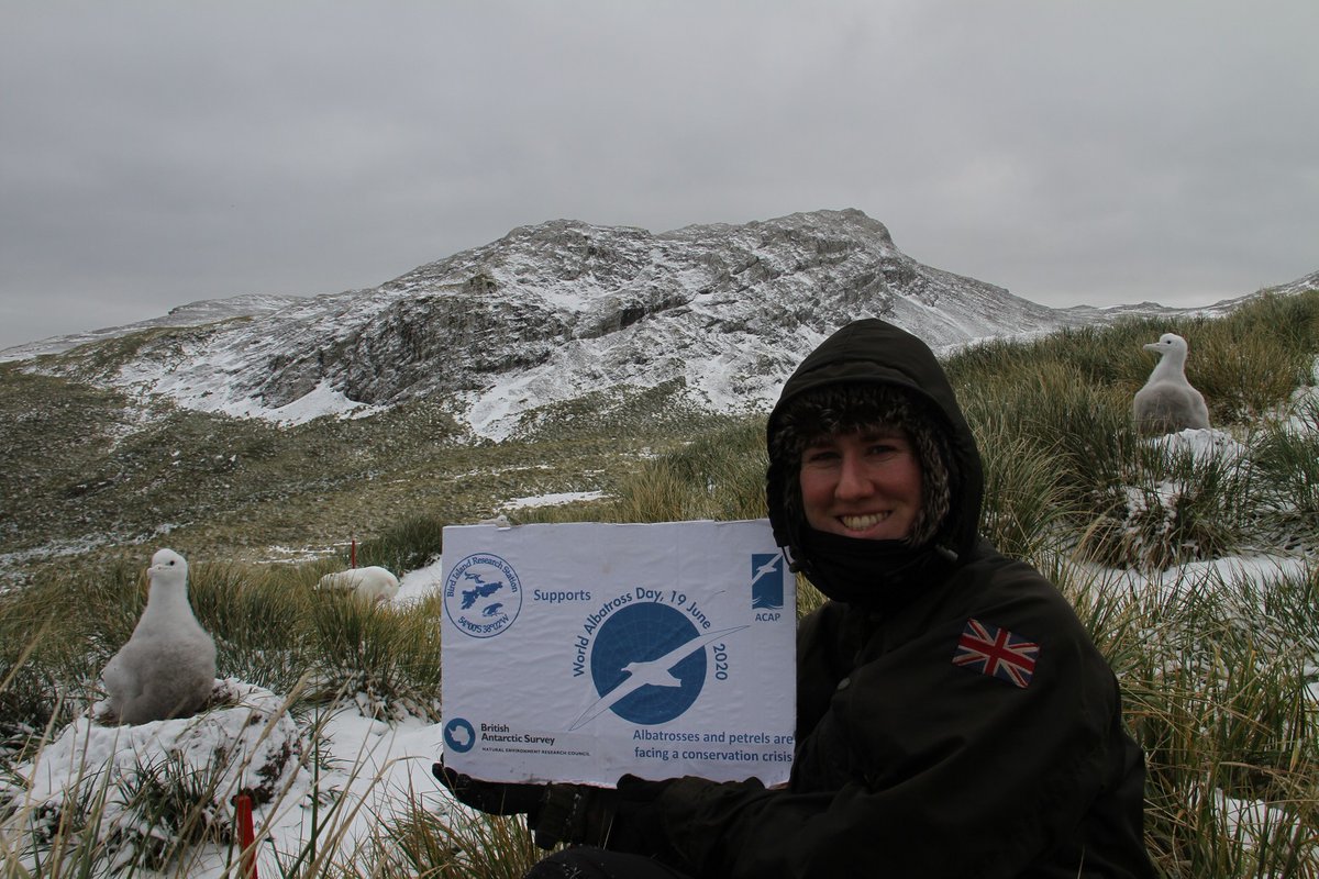 BAS_News's tweet photo. Read all about isolated overwintering on #BirdIsland with BAS #Albatross Zoological Field Assistant, and #AlbatrossStories #HumanStar, Alex Dodds https://t.co/80IiXc88G7 #WorldAlbatrossDay #WAD2020 @AlbyTaskForce @BirdLife_News @Natures_Voice 📷 Alex Dodds https://t.co/CtJjCJGuw2