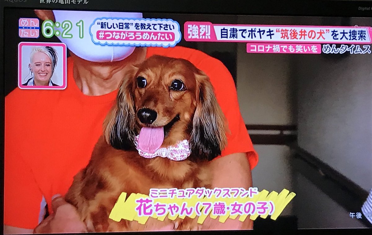 自粛 犬 はなちゃん