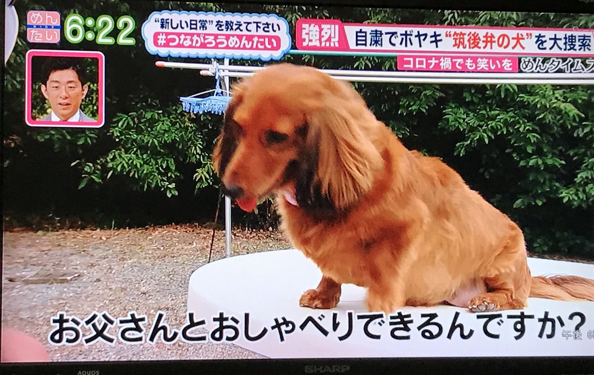 はなちゃん 犬 筑後 弁