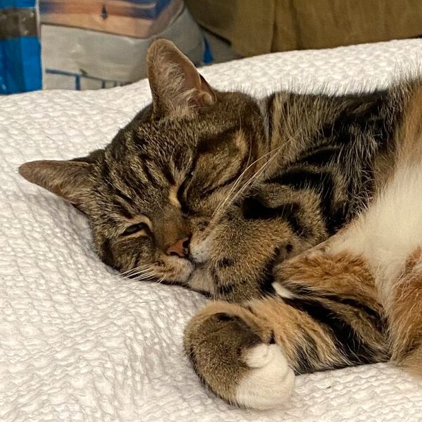 Butch & Boots are 14yrso @KevinScampi lookalikes. They  are looking for a forever home with garden, where they can get all the love & attention they deserve. They are ideal cats for older kids and adults.  

#FluffyFursday #TabbyTroupe #SeniorCats

felinefriendslondon.uk/adoption/butch…