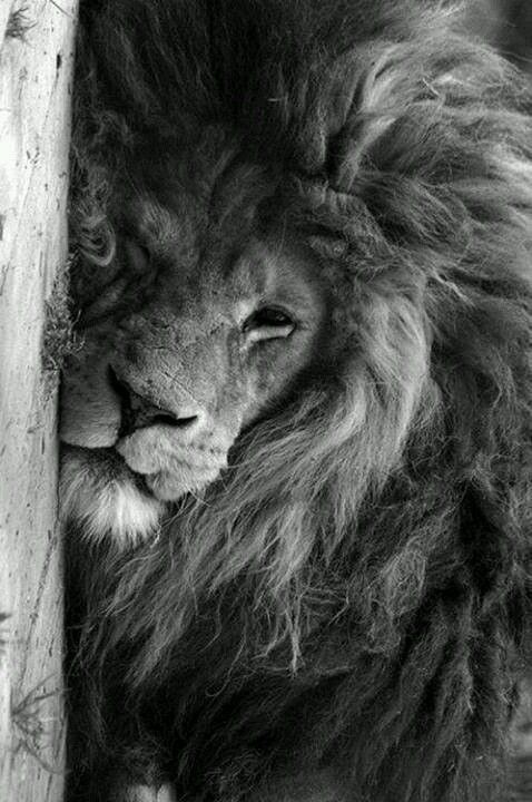 _____________(✪)_____________
𝑩𝒆 𝒃𝒓𝒂𝒗𝒆

𝑻𝒂𝒌𝒆 𝒓𝒊𝒔𝒌𝒔

𝑵𝒐𝒕𝒉𝒊𝒏𝒈

𝑪𝒂𝒏 𝒔𝒖𝒃𝒔𝒕𝒊𝒕𝒖𝒕𝒆 𝒆𝒙𝒑𝒆𝒓𝒊𝒆𝒏𝒄𝒆
_____________(✪)_____________

(✪) ʀᴏᴀʀ ᴀᴛ ᴍᴇ ɪ ʀᴏᴀʀ ʙᴀᴄᴋ

(✪) ᴄᴀɴᴛ ʙᴇ ᴄᴏɴᴛᴀɪɴᴇᴅ

(✪) ᴡᴏʀᴋs ᴀs ᴀ ʙᴏᴅʏɢᴀᴜʀᴅ