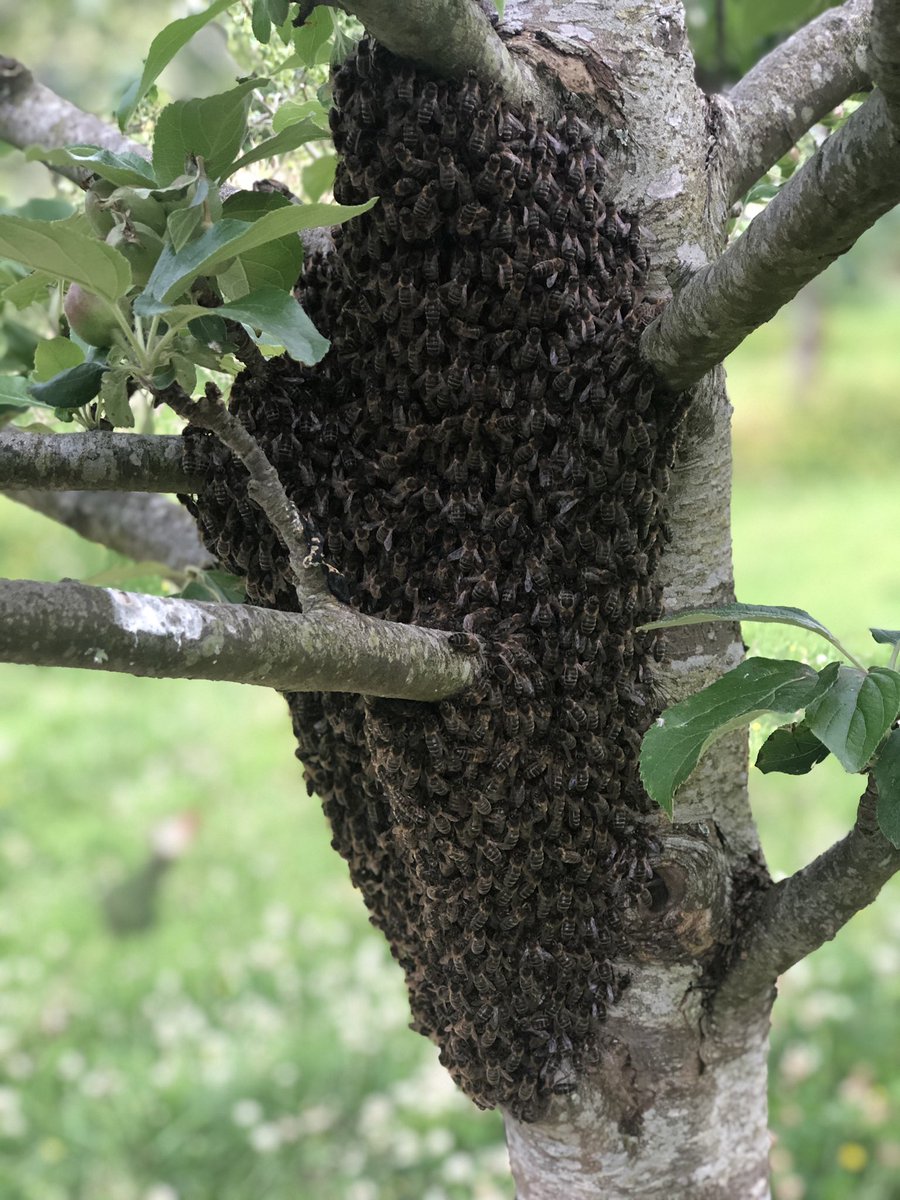 This time of year the bees like to swarm, this is the second swarm we’ve found in our orchards in a week!

#beekeeping
#irishbees
#orchardlife
#rethinkcider