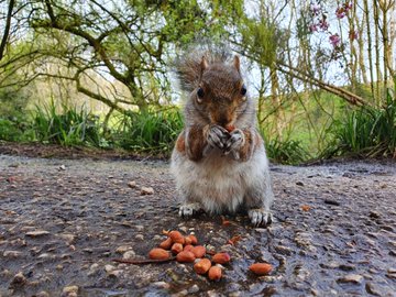  @LornaJeanJones caught a lovely image of a squirrel oblivious to the pandemic munching away in Heaton Park