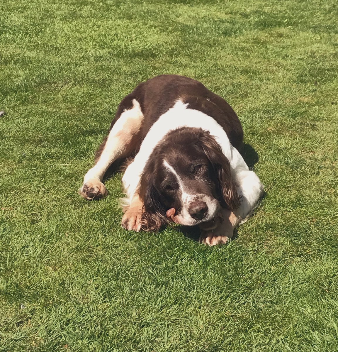 madcap_max's tweet photo. @Penny_Lane_Pup Our big blind furbro Dominic loves to sun puddle and lawn potato all at the same time! 😂🥰🥔🌱☀️🐾#mutitasking #lawnpotatoing #pennylane #dogsoftwitter https://t.co/T2Bim0Y6un