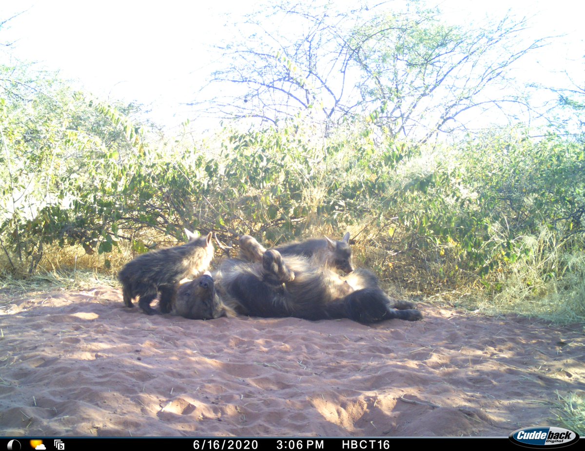_Sarah_Edwards's tweet photo. Our brown #hyaena mum is trying hard to relax but her young #cubs have other ideas... https://t.co/RKVccKvrHB