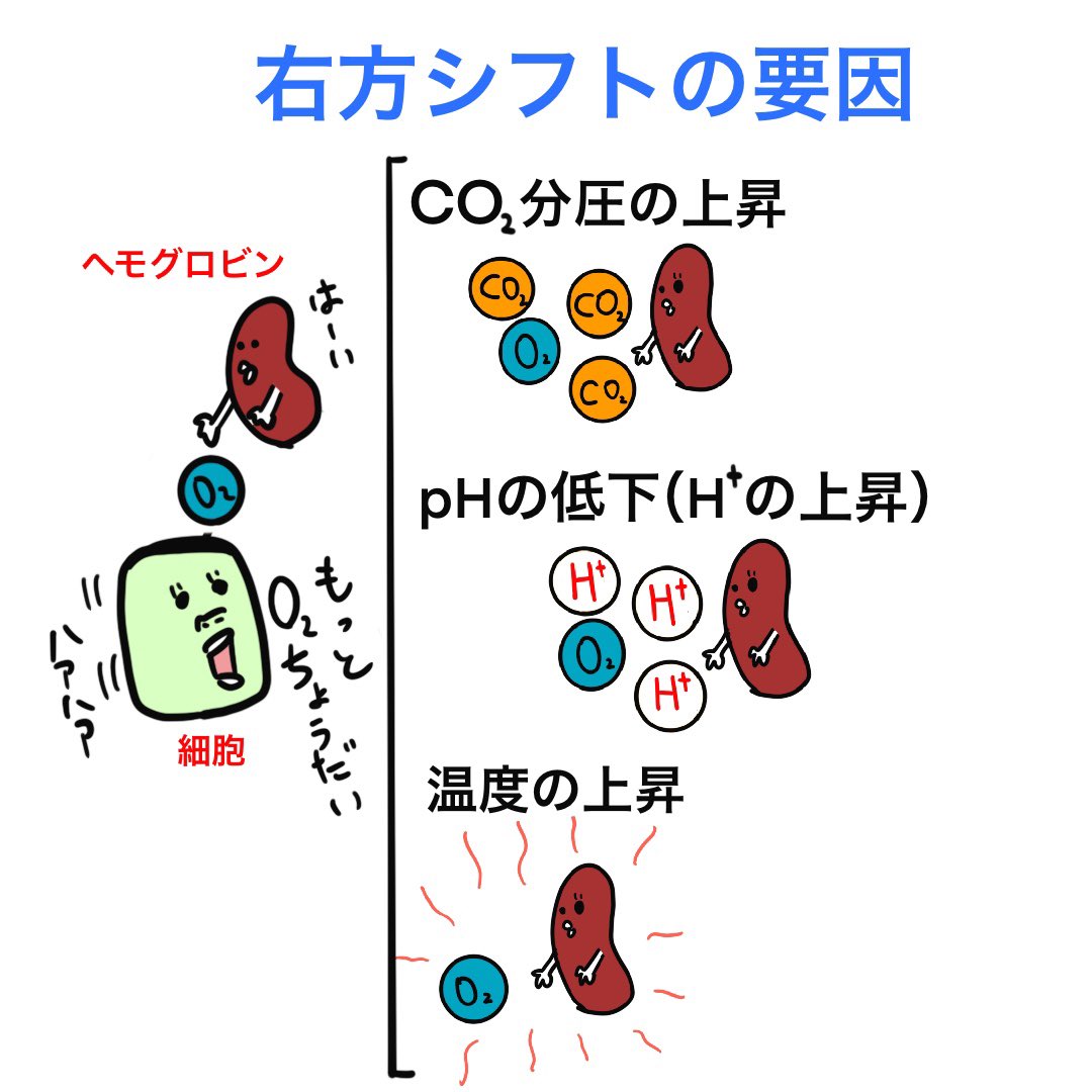 ゴロ 解剖生理イラスト Na Twitterze イラストで分かる 酸素解離曲線の右方シフト 細胞 組織 が酸素を沢山必要としている時に右方シフトが起こる 詳しくはyoutubeで説明してます