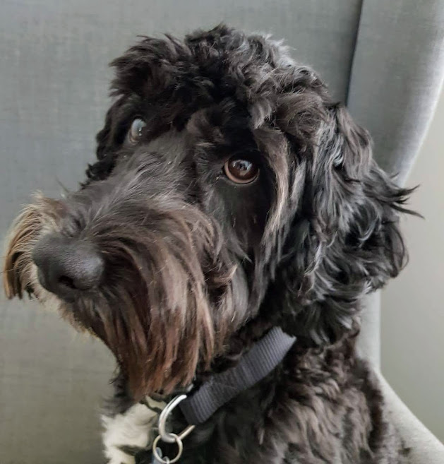 CockapooBarry's tweet photo. I've had a little break from Twitter but I'm back now. It's my first birthday next Wednesday and I've decided it's time to grow up......... but maybe not just yet. https://t.co/j6qSx9CRZe