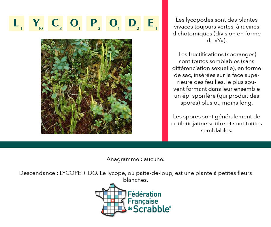 FFScrabble's tweet image. Nouvelle semaine = Nouveau mot !🙂