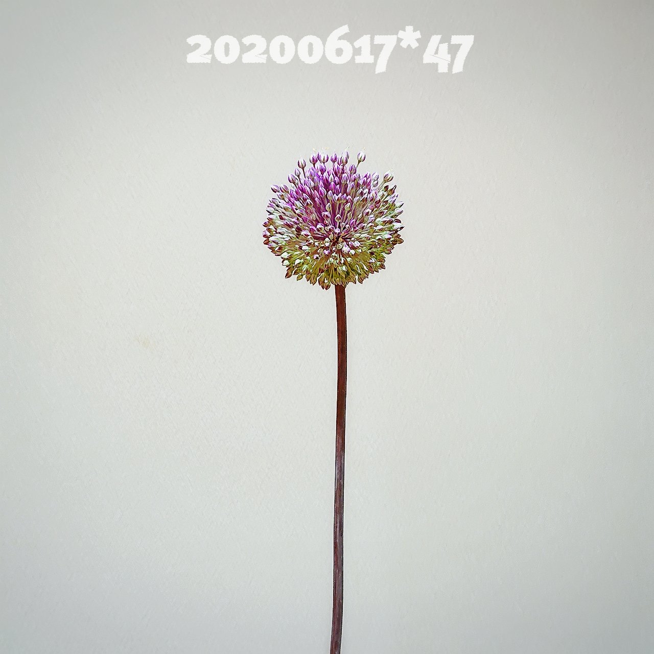 Makimaki 私の愛 私のぴえむ 0625 Day 53 モカラ カリプソ 和名 モカラ 花言葉 幸福が飛んでくる 純粋な愛 日比谷花壇 イイハナプラン イイハナ ハナノヒ 日々の花 花のある暮らし モカラ Mokara T Co Kyixsci4ff Twitter