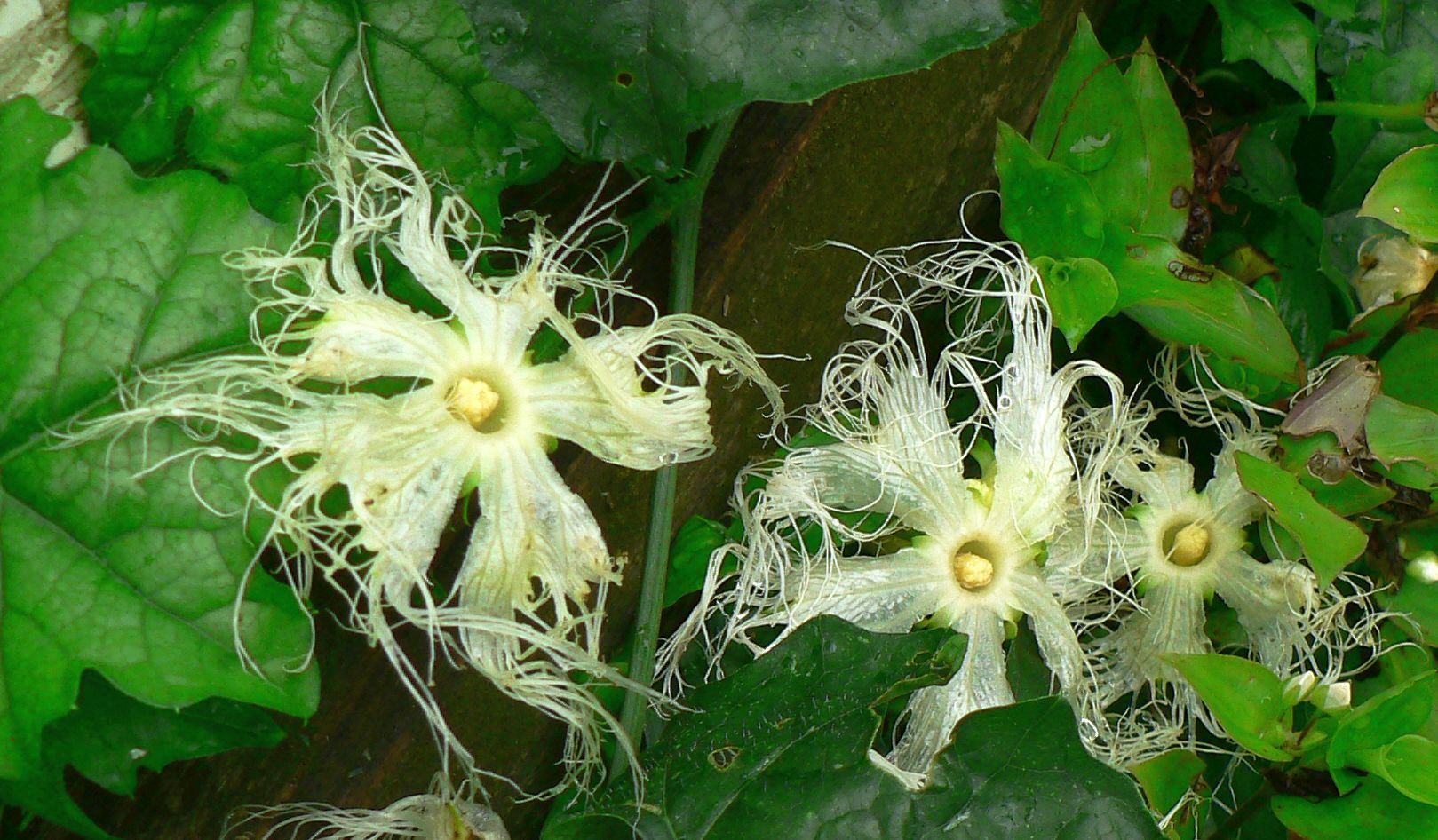 こころんグリーン 駐車場の脇に キカラスウリの花がたくさん咲いていました ウリ科のつる性植物です オレンジの実が生ります キカラスウリ ウリ科 つる性植物 オレンジの実 山野草 野草 初夏の花 初夏 園芸 ガーデニング 熊本市南区 熊本
