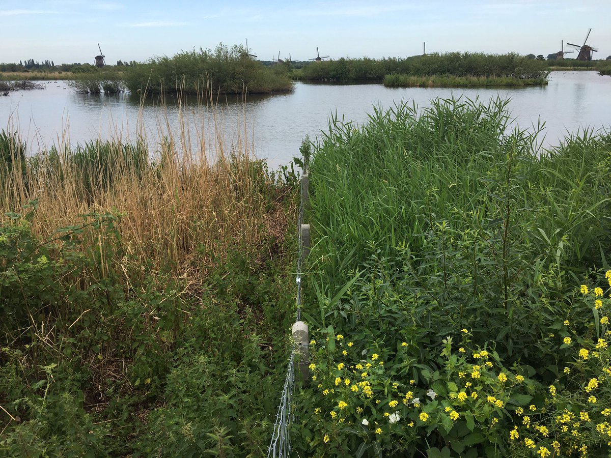 ppklapwijk's tweet photo. #Ganzenvraat Hoge Boezem Overwaard Kinderdijk. Links vrij toegankelijk voor ganzen. Rechts een afgezet stuk rietland. #riet #purperreiger #doelsoorten #karekiet #natura2000 #kinderdijk #boezemskinderdijk @WitteveenBos https://t.co/K0YBLbKV0b