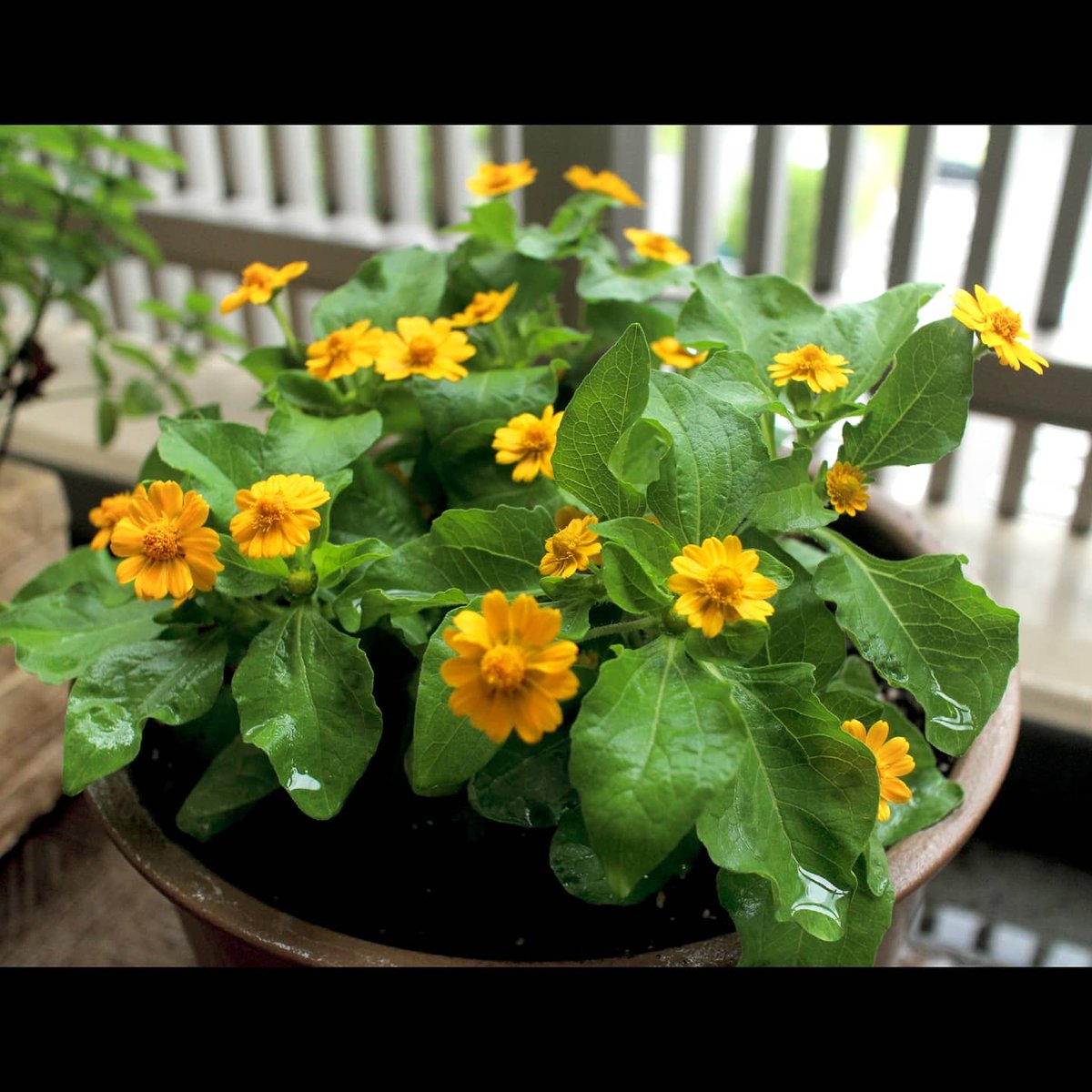 Chobisuke 2月初旬に植えたビオラが もう 存分に存分に咲いて楽しませてくれ そろそろ新しい蕾も無くなってきてので 植え替え 日差しに強そうな 元気カラーの メランポジウム というのにしてみました 小さめの花がたくさん咲くのが好きです