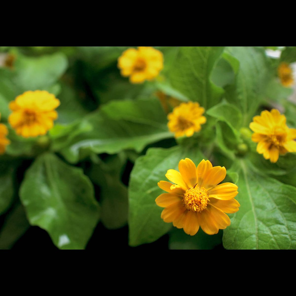 Chobisuke 2月初旬に植えたビオラが もう 存分に存分に咲いて楽しませてくれ そろそろ新しい蕾も無くなってきてので 植え替え 日差しに強そうな 元気カラーの メランポジウム というのにしてみました 小さめの花がたくさん咲くのが好きです
