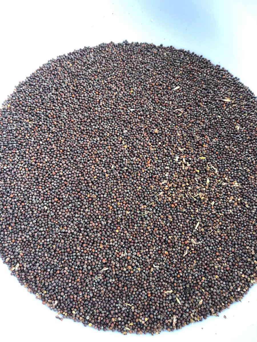 ０円農業 セイヨウカラシナ の種を落とす ゴミを取り除く 洗ってさらにきれいにする 今ココ 粒マスタードと和芥子を作る セイヨウカラシナ 種をきれいにするには時間がかかる 粒マスタード に 和芥子 に 0円農業 家庭菜園 鳥取 T