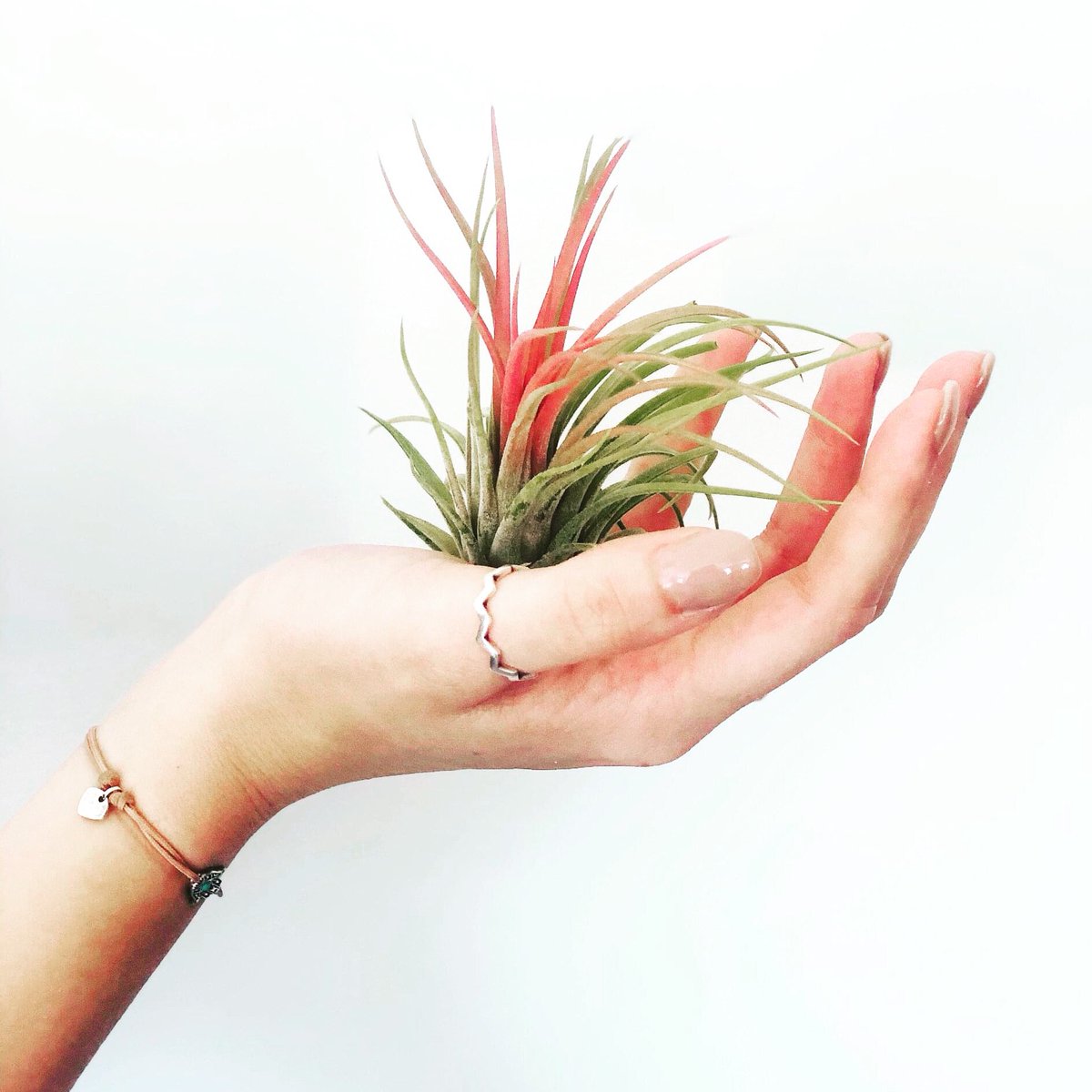 Lets_Get_Leafy's tweet photo. Shall we show a little bit of love to Tillandsia Ionantha Red today?  

She's such a pretty little red air plant.  Super easy to care for - air plants just need a clean surface and indirect sunlight. ❤️💚❤️ #LetsGetLeafy 

https://t.co/jE4vmN0dez https://t.co/9q2hndU7E1