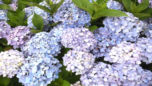 アジサイの蕾 Twitter Search Twitter