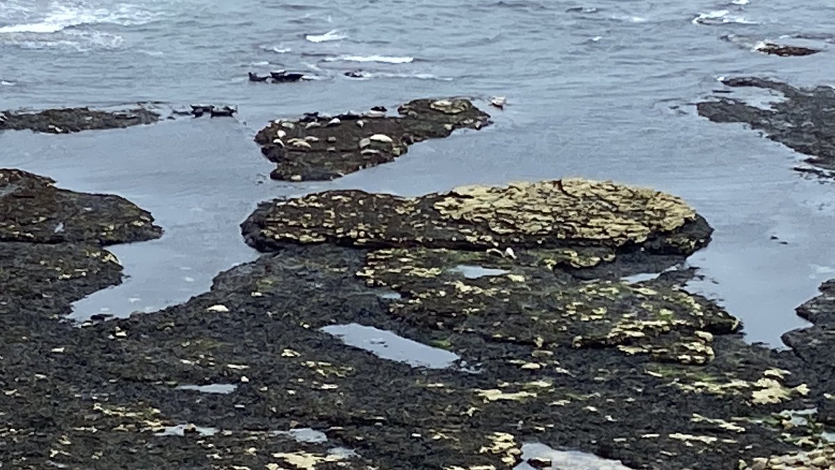 MarkSmales's tweet photo. A short walk on the #Head today. Counted over 40 #CommonSeals on the scars. Lots of (marsh) #Orchids Even when the weather’s not that great #Flamborough is still #Stunning https://t.co/L4e1yk3p3x