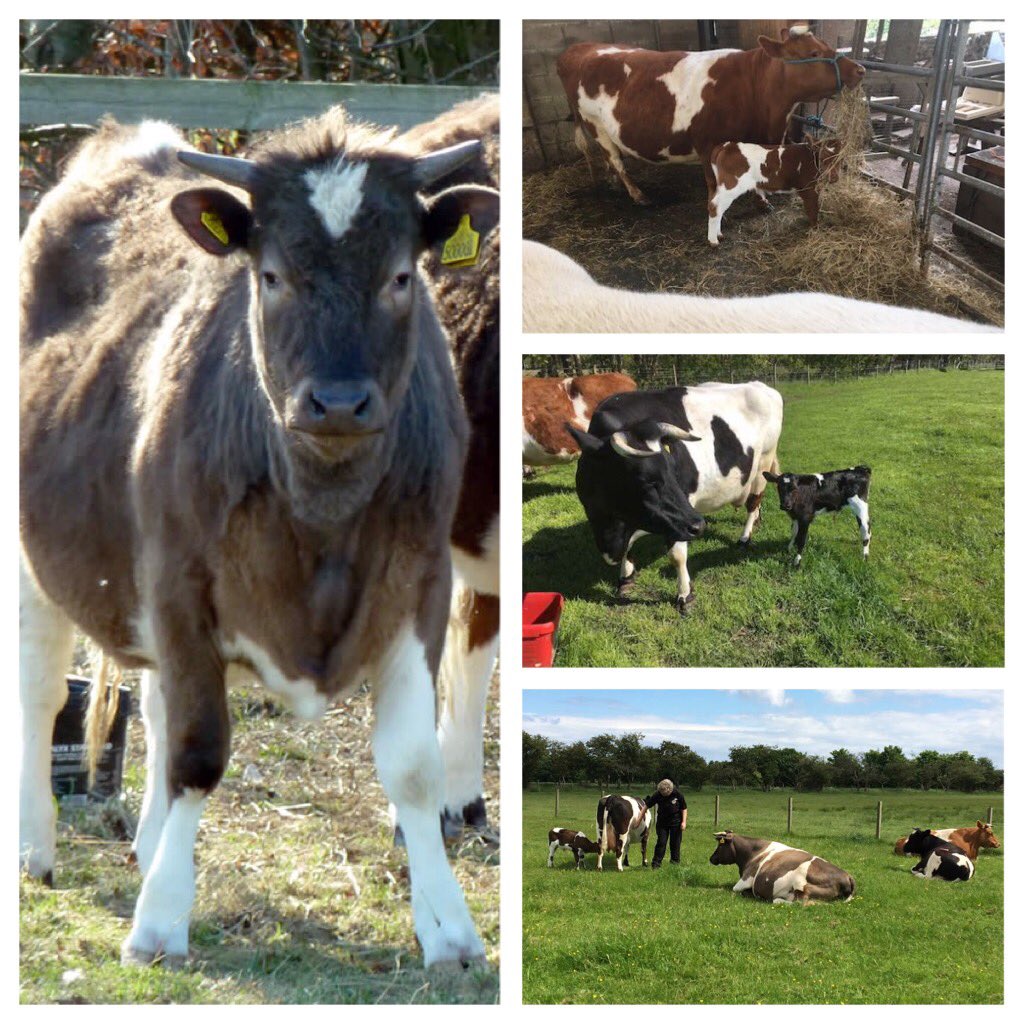 RBST_Caledonian's tweet photo. Day 1 #RBST Breed Focus @ScotlandRHShow 2020

Cattle: Shetland
#RBSTWatchlist Status: Group 5 Minority (750-1500 reg’d breeding females)

Small in size, long lived, fertile, easy calving, docile &amp; maternal - ideal #sucklercattle &amp; #Conservationgrazing

#GoNative
#NativeBreeds
1/2 https://t.co/0QgmTk7SZJ