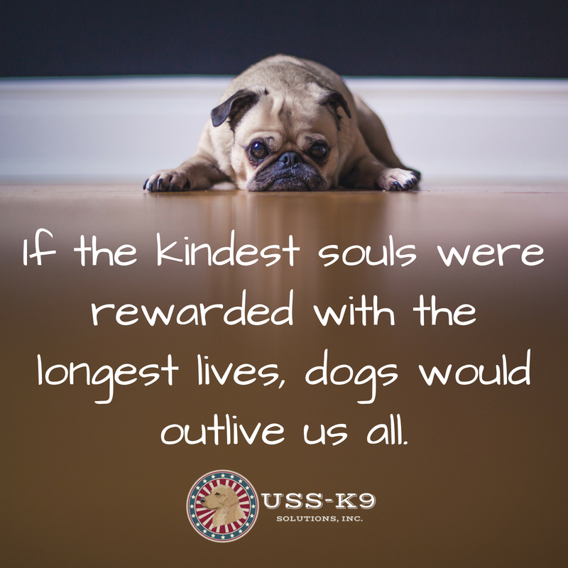 USSK_9's tweet image. If the kindest souls were rewarded with the longest lives, dogs would outlive us all. #explosivedetectionk9 #explosivedetectiondog #kind #ussk9 #longislandny