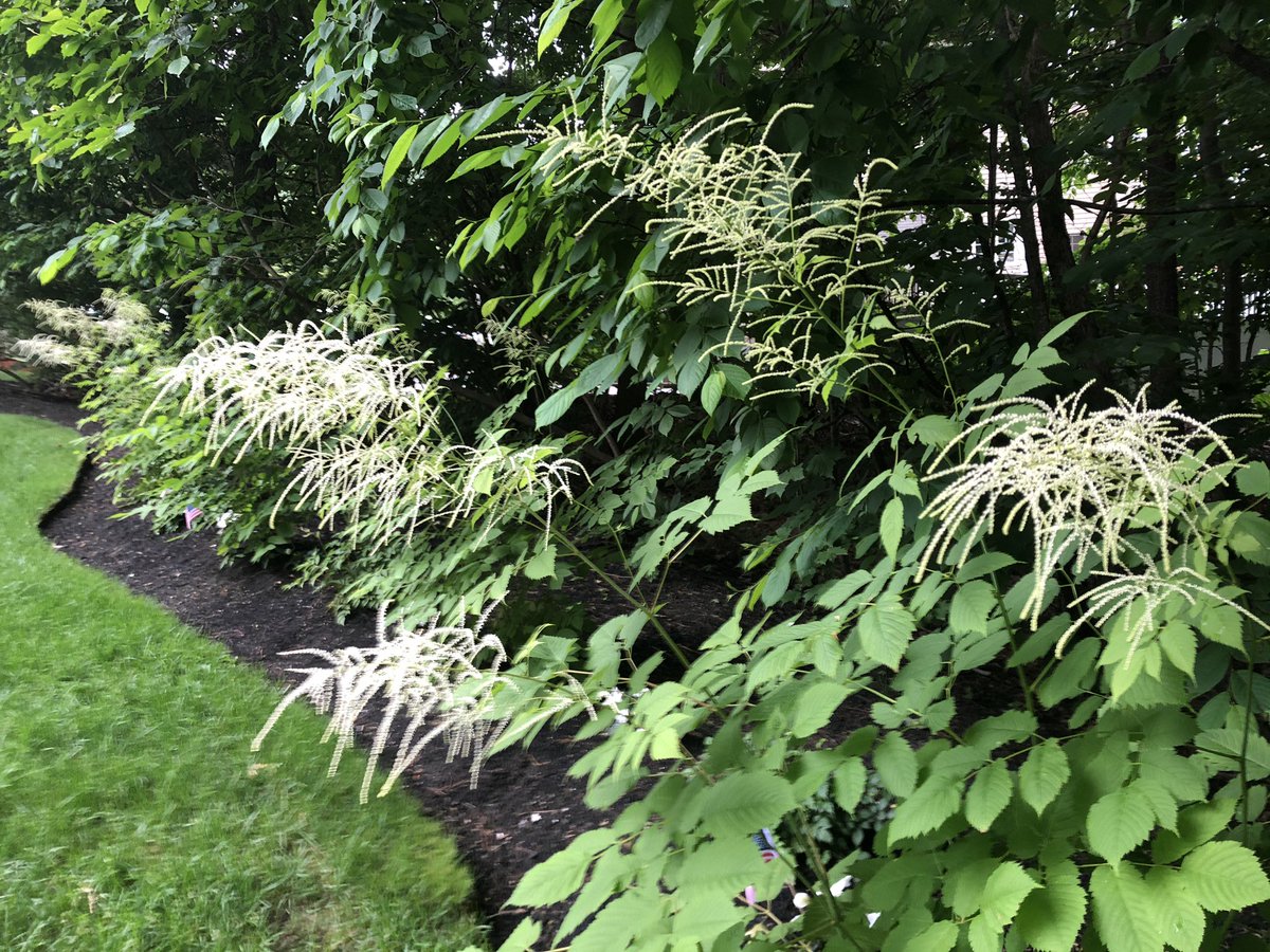 BHLevesque's tweet photo. goats beard well on its way to flowering #flowers #gardening 🌸 #landscaping #shadelovers #goatsbeard #perennials #yardistry https://t.co/0WvvAeAm3C