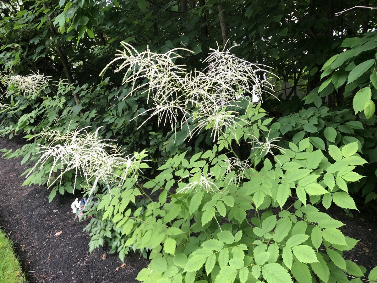 BHLevesque's tweet photo. goats beard well on its way to flowering #flowers #gardening 🌸 #landscaping #shadelovers #goatsbeard #perennials #yardistry https://t.co/0WvvAeAm3C