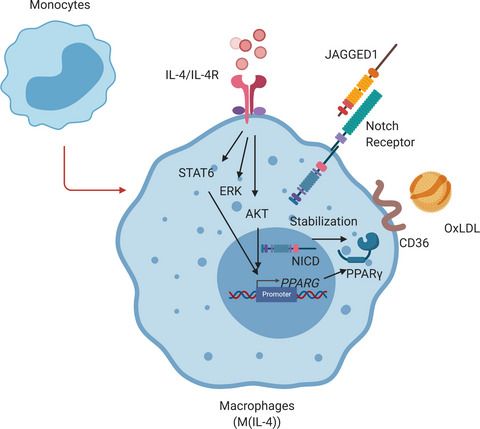 FEBSOpenBio's tweet photo. Have you seen this top notch article?
Notch signaling increases PPARγ protein stability and enhances lipid uptake through AKT in IL‐4‐stimulated THP‐1 and primary human macrophages
by Tanapat Palaga @ChulalongkornU
#NotchSignalling #macrophages #lipids
https://t.co/FQ2KPVu6k3 https://t.co/RLLY75djdY
