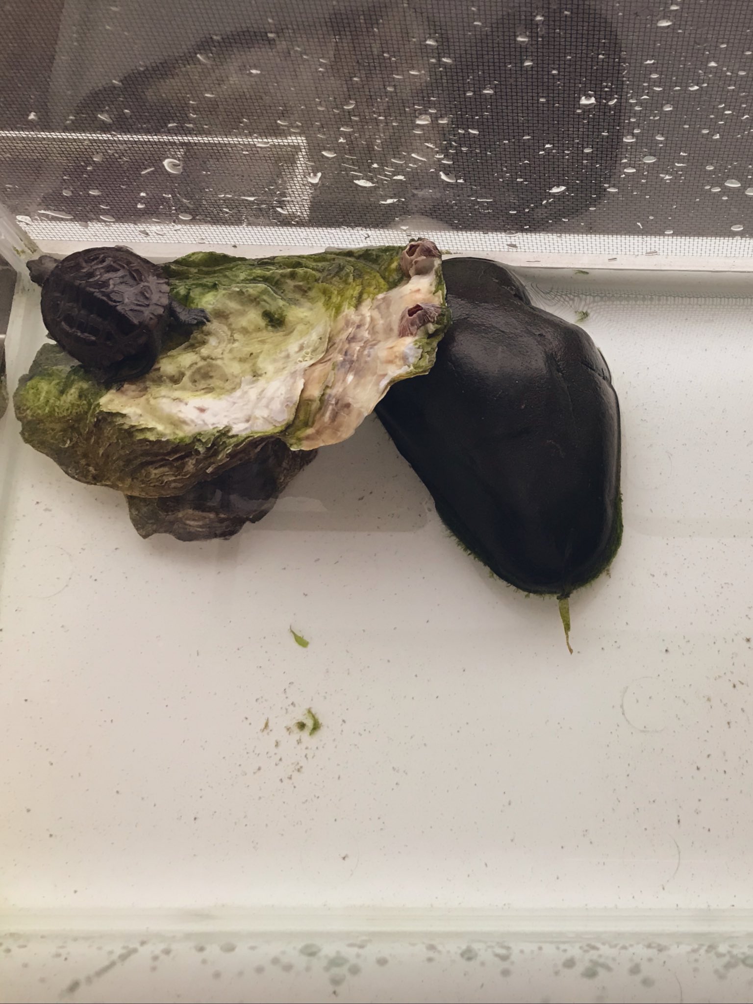 Mami 川崎ガーコ در توییتر 以前から亀 家族したくて 何度もペットｼｮﾌﾟへ逝ってましたがタイミングが悪いのか子亀姿居ない状況続きでしたがラッキー やっと出逢えた子亀 即家族決定 水槽 亀ご飯 おやつ サラダ藻 あれこれ選んで亀部屋セット チャリ