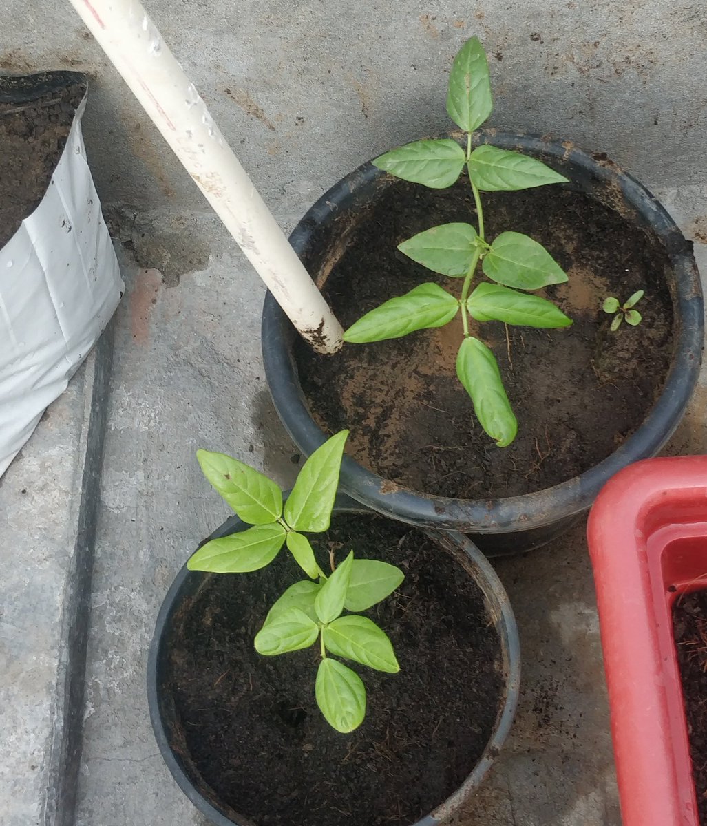 Can anyone guess this plant .......   #Lockdown time used for kitchen gardening 8