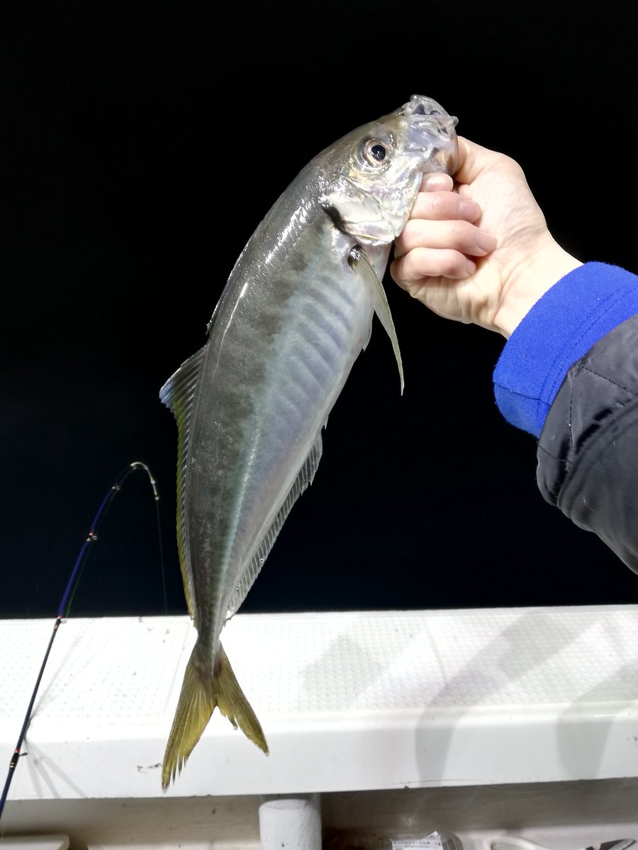 釣り人画師俳優 はやし 過去釣果 今年は結構いい感じらしい 烏賊 早く釣りたいな 釣り好きフォロー マイカ デカマイカ イカメタル バチコン アジング メジャークラフト ダイワ イカ鯛 釣り好きと繋がりたい Fishing Fish T Co
