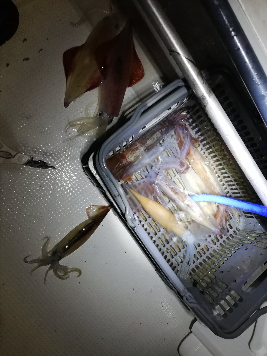 釣り人画師俳優 はやし 過去釣果 今年は結構いい感じらしい 烏賊 早く釣りたいな 釣り好きフォロー マイカ デカマイカ イカメタル バチコン アジング メジャークラフト ダイワ イカ鯛 釣り好きと繋がりたい Fishing Fish T Co