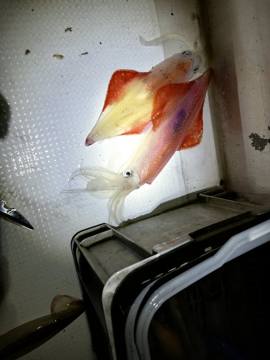 釣り人画師俳優 はやし 過去釣果 今年は結構いい感じらしい 烏賊 早く釣りたいな 釣り好きフォロー マイカ デカマイカ イカメタル バチコン アジング メジャークラフト ダイワ イカ鯛 釣り好きと繋がりたい Fishing Fish T Co