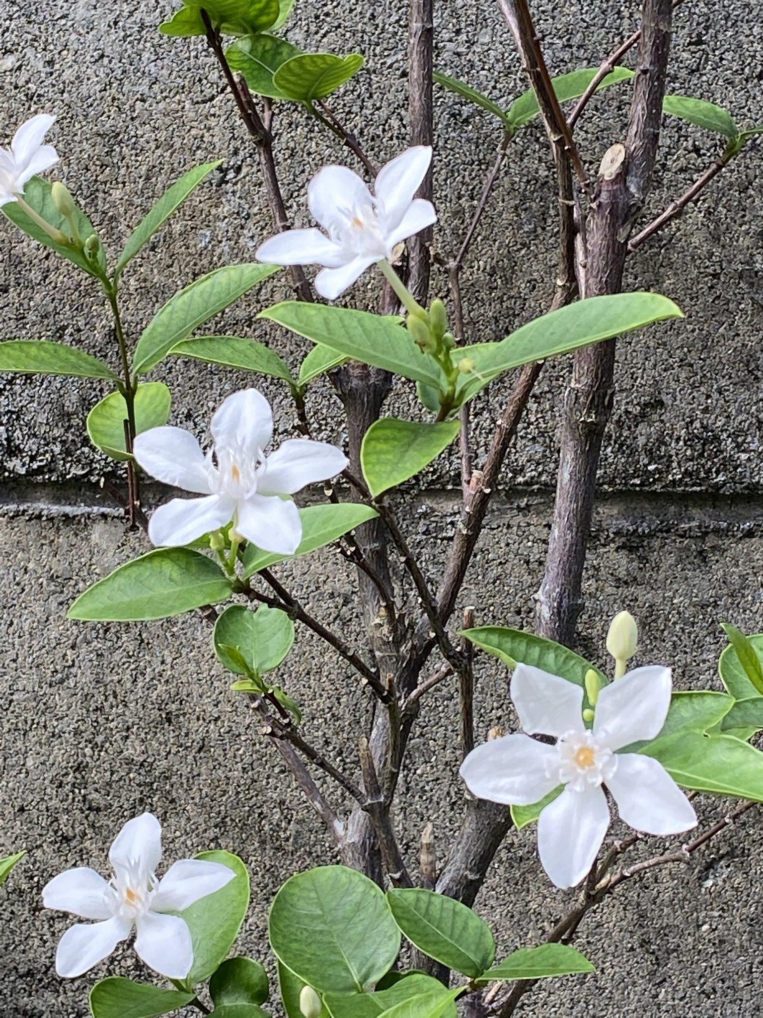 セイロンライティア Twitter Search Twitter