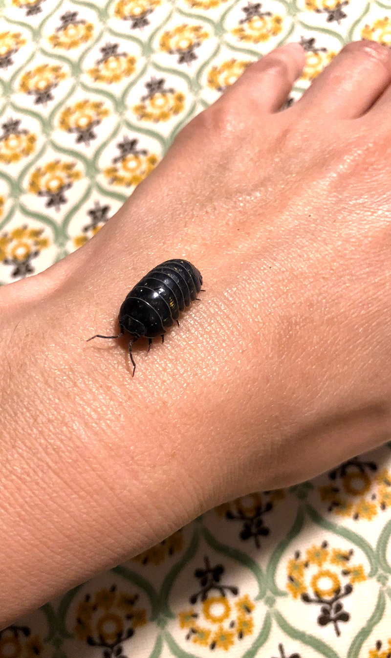 みのじ 在 Twitter 上 オットが巨大なオカダンゴムシを連れ帰ってきた かわいい ダンゴムシ T Co Mozakgj4ir Twitter