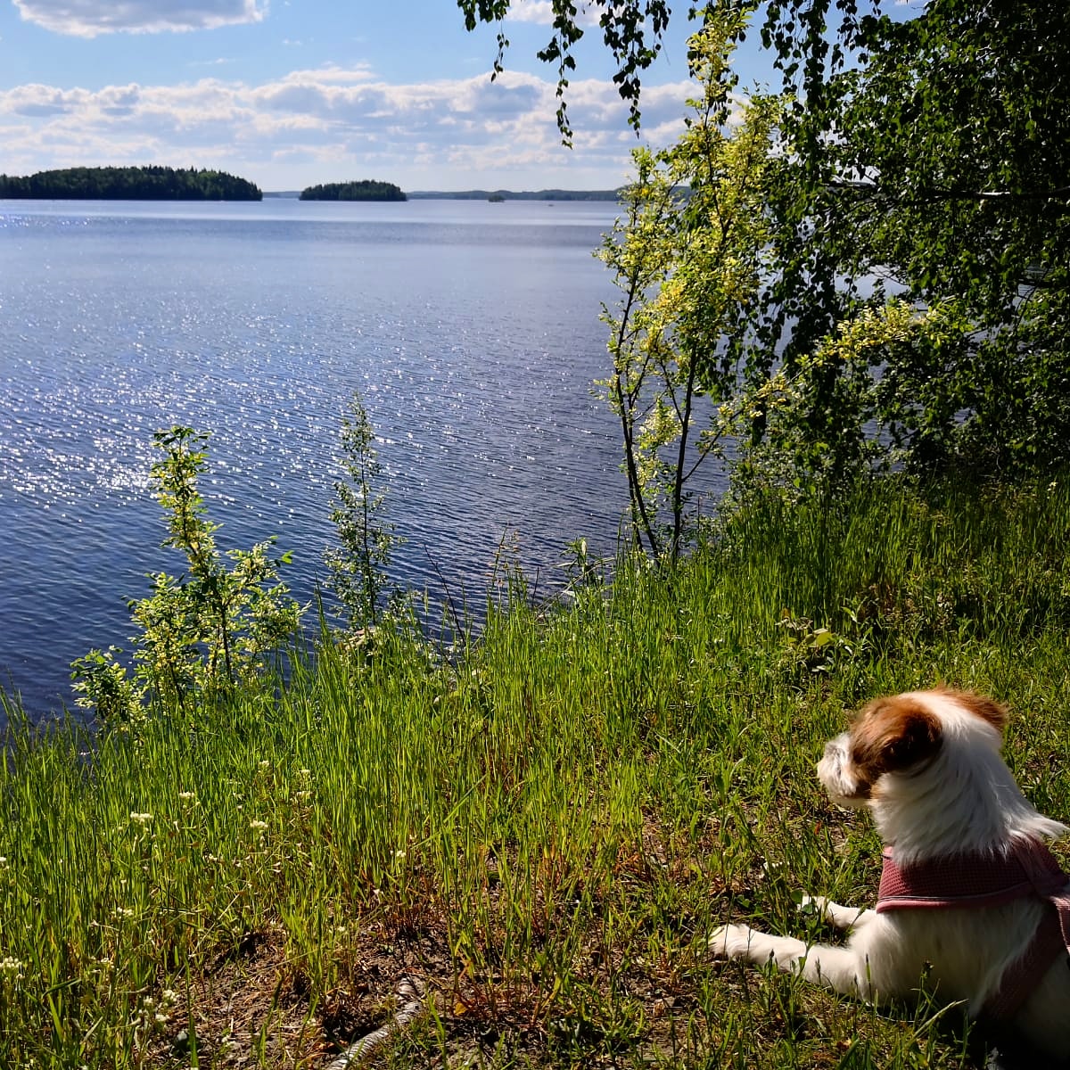 raamiark's tweet photo. Rauhallista juhannusta!
#juhannus #järvi #toimistokoira #loma #ulkoilukeli #kesä #sininentaivas #lämpöäriittää #rannalle https://t.co/7nozaaUoG1