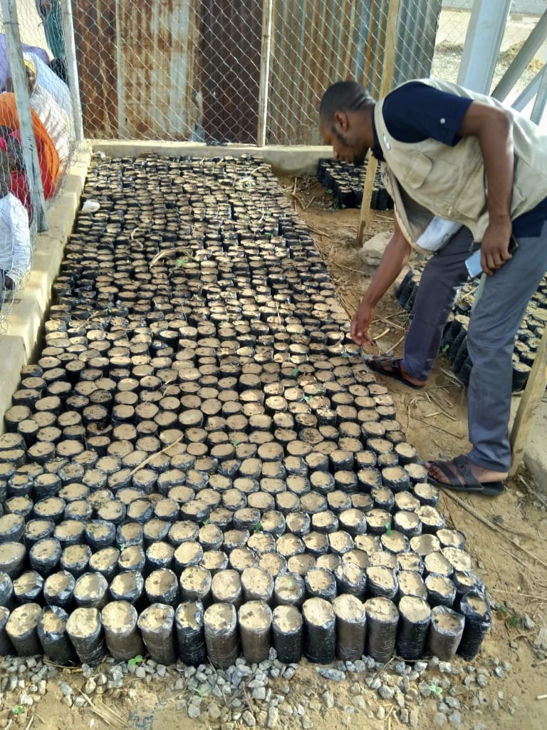 we join @UN to mark desertification & drought day. Support from @WFP_Nigeria, helps us rally vulnerable communities in Northeast #Nigeria to combat desertification, promote sustainable biodiversity & livelihood. Our tree nurseries re almost ready for transplanting #FoodFeedFibre