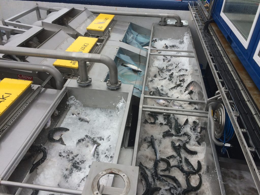 Counted While Treated for Sealice
fishfarmermagazine.com/whatsnew/count…